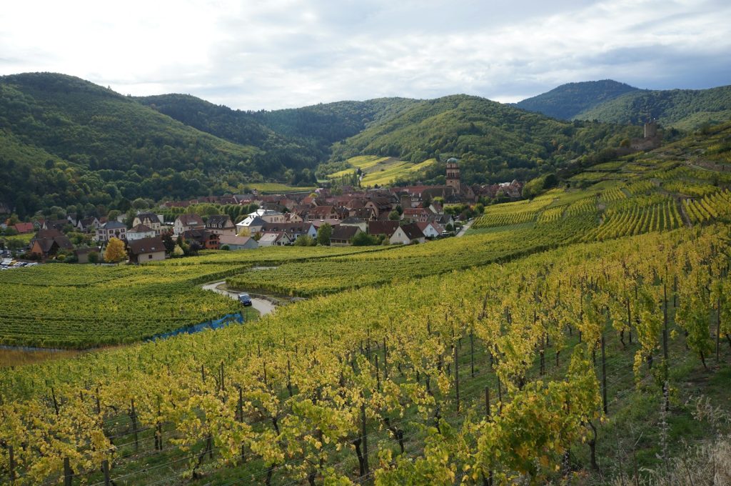 découverte des vins d'Alsace