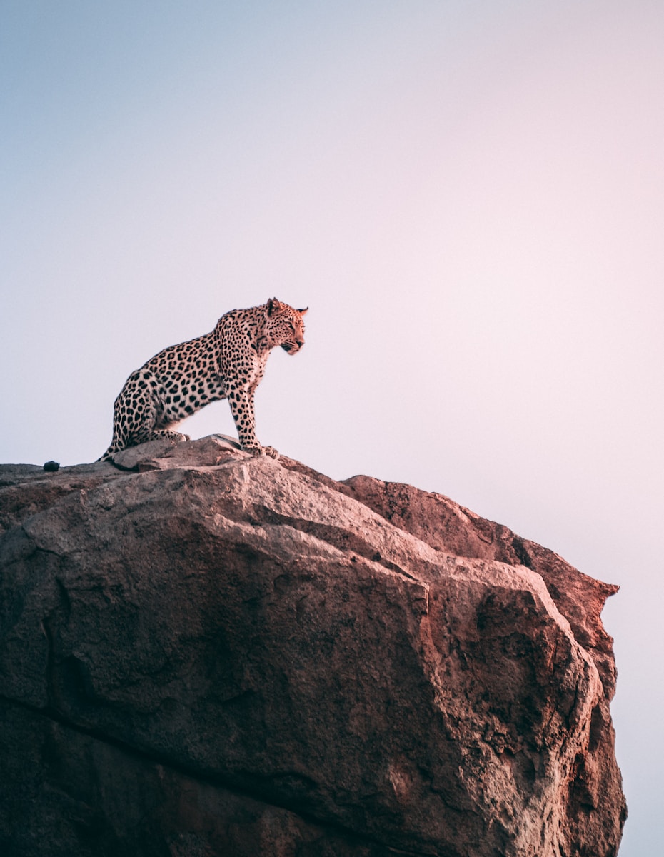 safari en Tanzanie