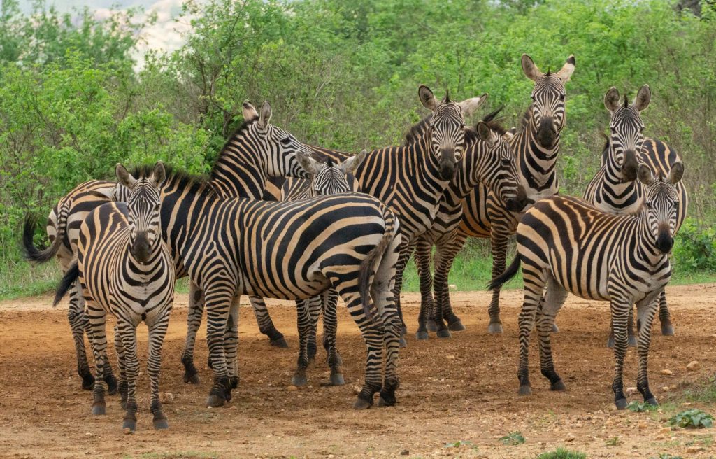 parc national de tsavo kenya